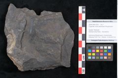 Foto (Objekt + Etikett) von Cupanites novae zeelandiae Ettingshausen (NHMW-GEO-2024-0188-10255)